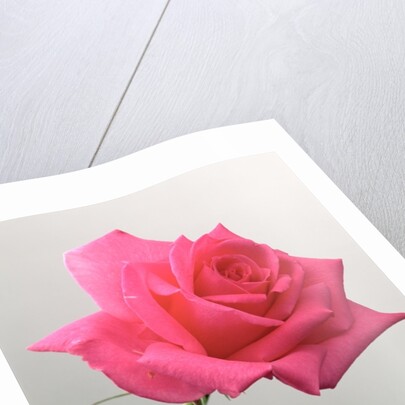 Pink Rose, 2005 by Norman Hollands