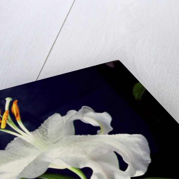 White lily, 1999 by Norman Hollands