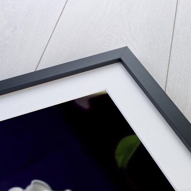 White lily, 1999 by Norman Hollands