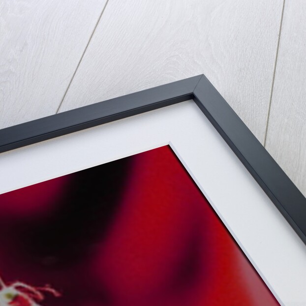 Fig on a string with segments, 2003 by Norman Hollands