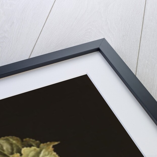 Apple by Jenny Barron