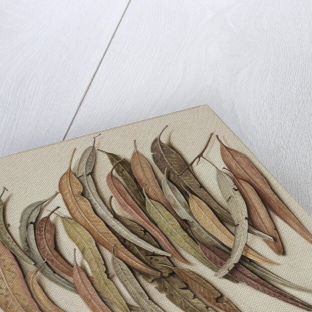 Eucalyptus Leaves, 2004 by Jenny Barron