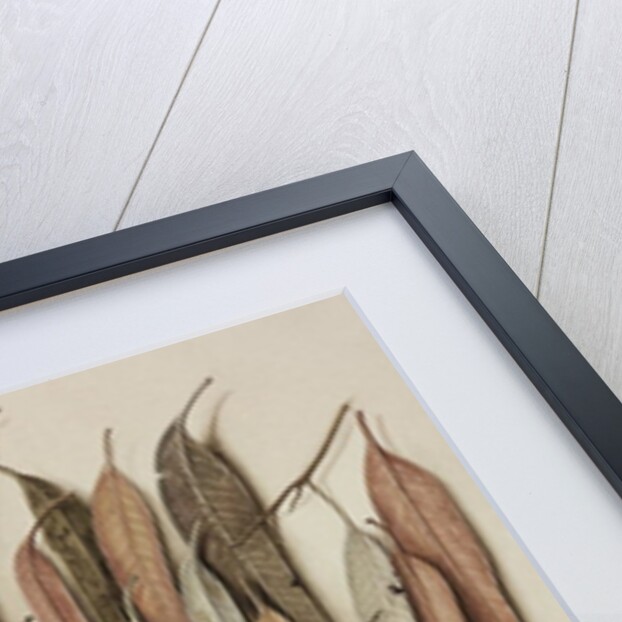 Eucalyptus Leaves, 2004 by Jenny Barron