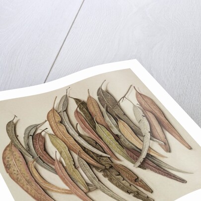 Eucalyptus Leaves, 2004 by Jenny Barron