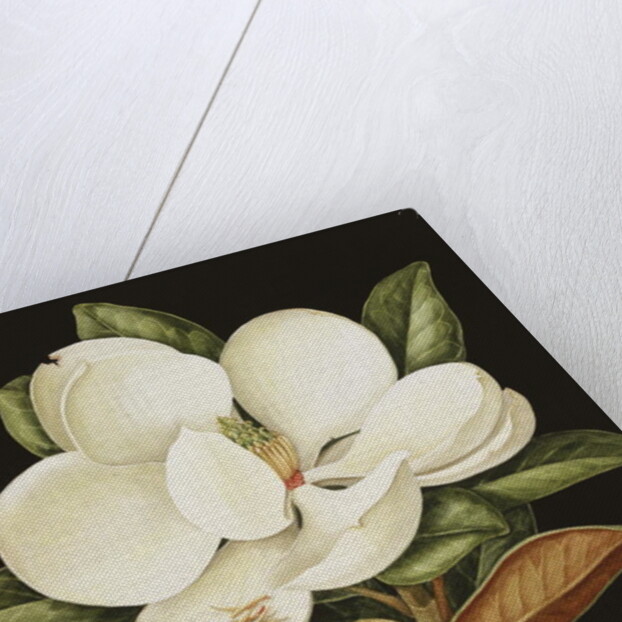 Magnolia Grandiflora, 2003 by Jenny Barron