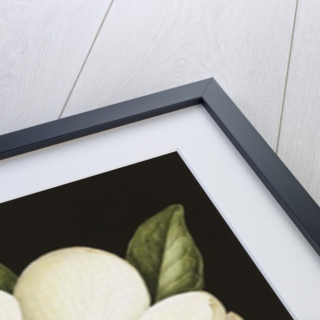 Magnolia Grandiflora, 2003 by Jenny Barron