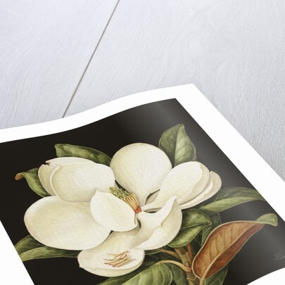 Magnolia Grandiflora, 2003 by Jenny Barron