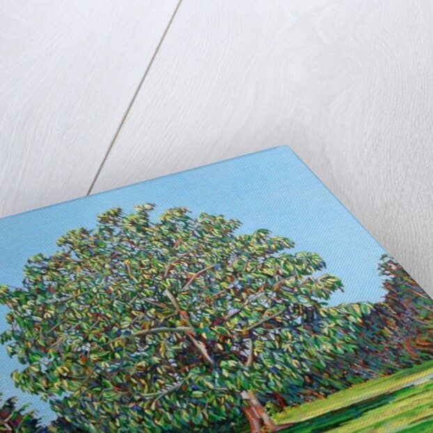 Bow Tree Summer, by Noel Paine