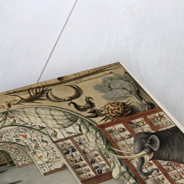Perspective view of Sir Ashton Lever's Museum March 30, 1785 by Sarah Stone