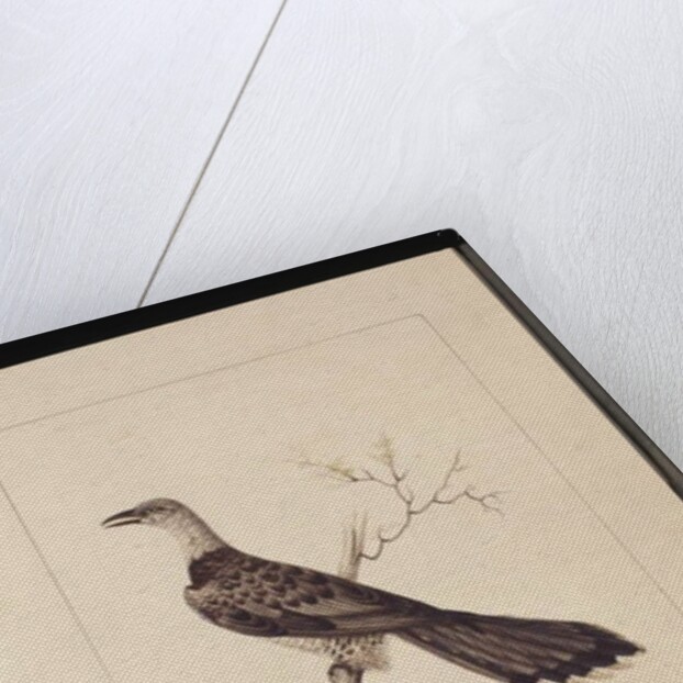 Page 1. Anomalous Hornbill: Signed l.c. Sarah Smith. Now known as a Channel-billed Cuckoo, c.1789-90 by Sarah Stone