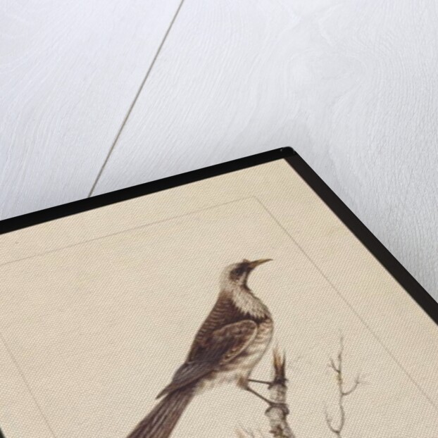 Page 3. Knob, Fronted Bee Eater: Signed l.c. Sarah Smith. Now known as a Friar bird, c.1789-90 by Sarah Stone