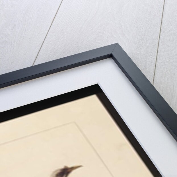 Page 3. Knob, Fronted Bee Eater: Signed l.c. Sarah Smith. Now known as a Friar bird, c.1789-90 by Sarah Stone