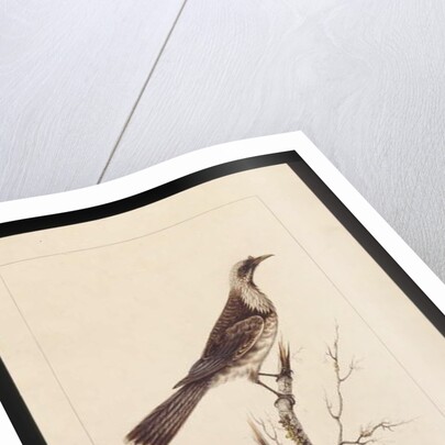 Page 3. Knob, Fronted Bee Eater: Signed l.c. Sarah Smith. Now known as a Friar bird, c.1789-90 by Sarah Stone