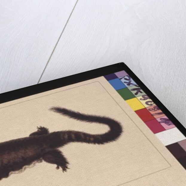 Page 4. Hepoona Roo: Signed l.l. outside frame line S. Smith. Now known as a Greater glider possum, c.1789-90 by Sarah Stone