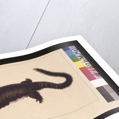 Page 4. Hepoona Roo: Signed l.l. outside frame line S. Smith. Now known as a Greater glider possum, c.1789-90 by Sarah Stone