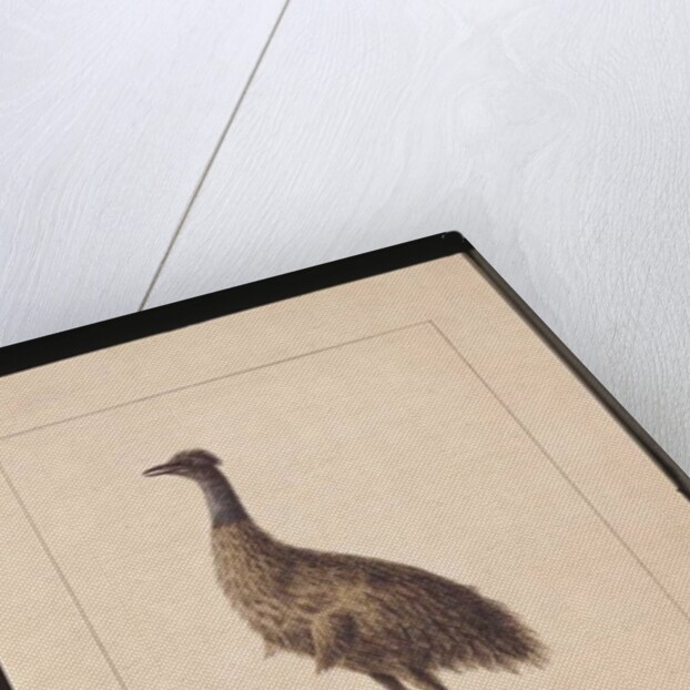 Page 7. New Holland Cassowary. Now known as an Emu, c.1789-90 by Sarah Stone