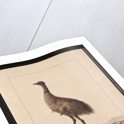 Page 7. New Holland Cassowary. Now known as an Emu, c.1789-90 by Sarah Stone