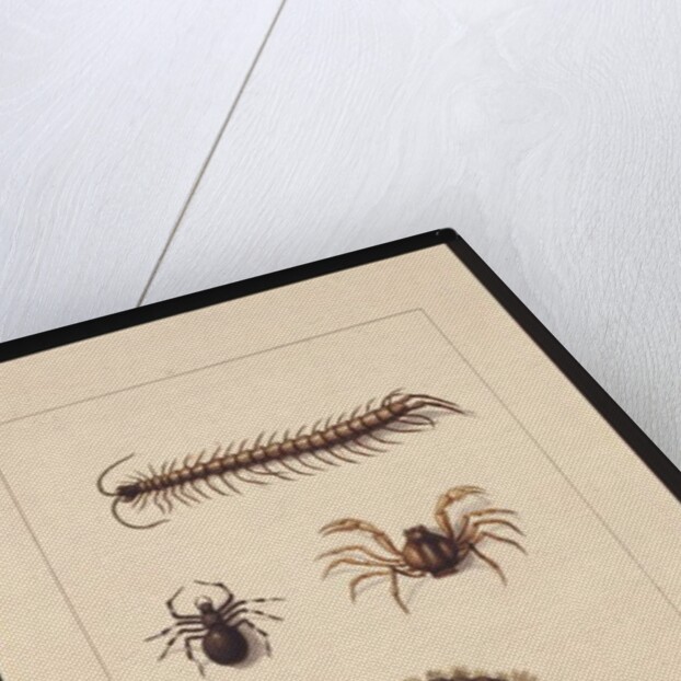 Page 11. Insects of New South Wales. Now known as Common centipede, Spider genus Isopeda, Soldier Crab, Caterpillar, c.1789-90 by Sarah Stone