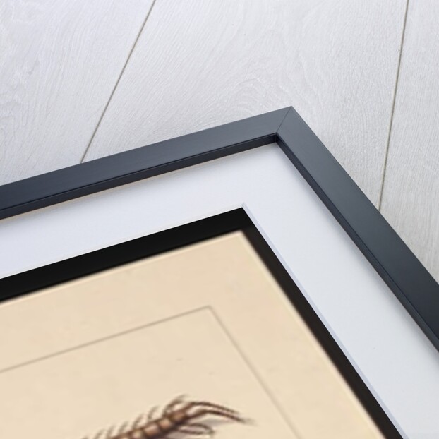 Page 11. Insects of New South Wales. Now known as Common centipede, Spider genus Isopeda, Soldier Crab, Caterpillar, c.1789-90 by Sarah Stone