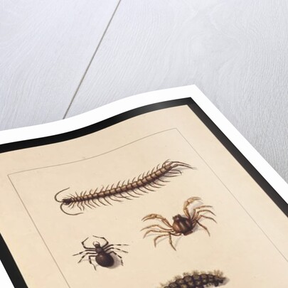 Page 11. Insects of New South Wales. Now known as Common centipede, Spider genus Isopeda, Soldier Crab, Caterpillar, c.1789-90 by Sarah Stone
