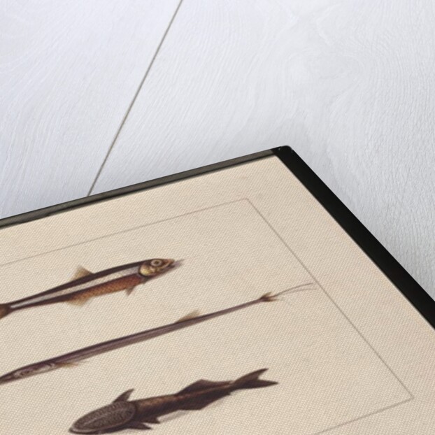 Page 13. Atherine, Tabacco, Pipe Fish, Remora Fish. Now known as Anchovy, Flute Mouth and Sucking fish, c.1789-90 by Sarah Stone