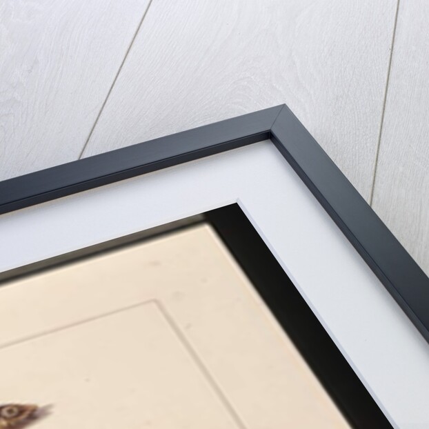 Page 13. Atherine, Tabacco, Pipe Fish, Remora Fish. Now known as Anchovy, Flute Mouth and Sucking fish, c.1789-90 by Sarah Stone