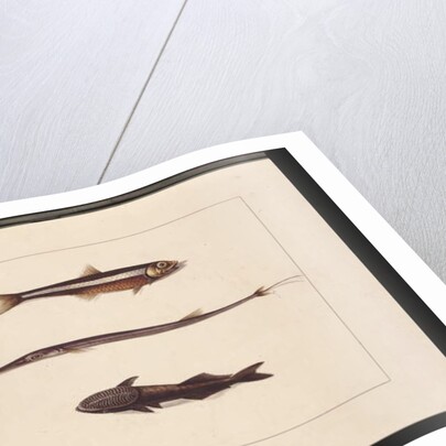 Page 13. Atherine, Tabacco, Pipe Fish, Remora Fish. Now known as Anchovy, Flute Mouth and Sucking fish, c.1789-90 by Sarah Stone