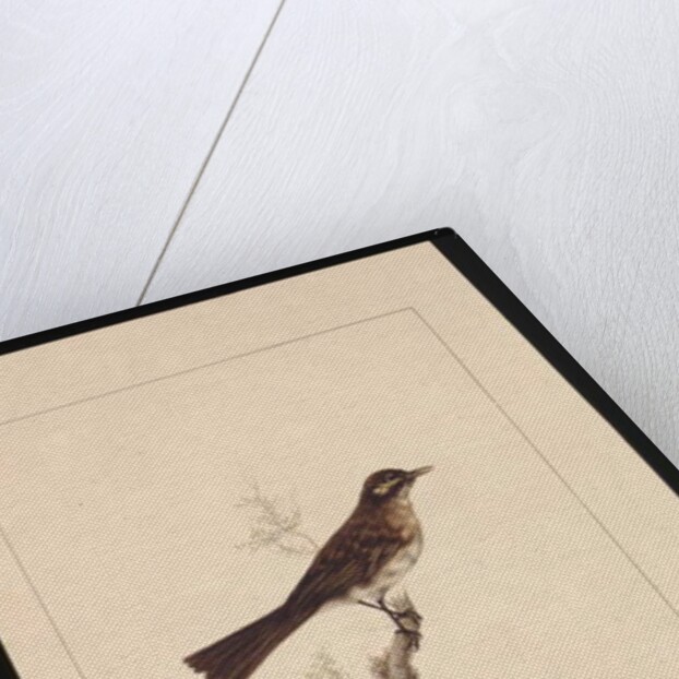 Page 14. Yellowed-eared Flycatcher. Now known as a Yellow-faced Honeyeater, c.1789-90 by Sarah Stone