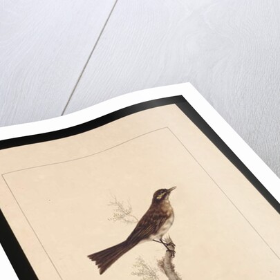 Page 14. Yellowed-eared Flycatcher. Now known as a Yellow-faced Honeyeater, c.1789-90 by Sarah Stone