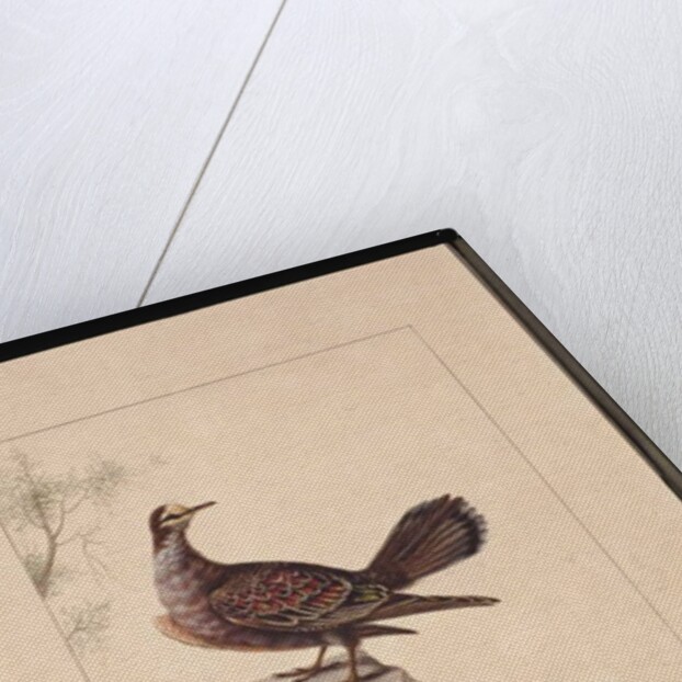 Page 15. Golden Winged Pidgeon. Now known as a Forest Bronzewing Pigeon, c.1789-90 by Sarah Stone