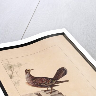 Page 15. Golden Winged Pidgeon. Now known as a Forest Bronzewing Pigeon, c.1789-90 by Sarah Stone