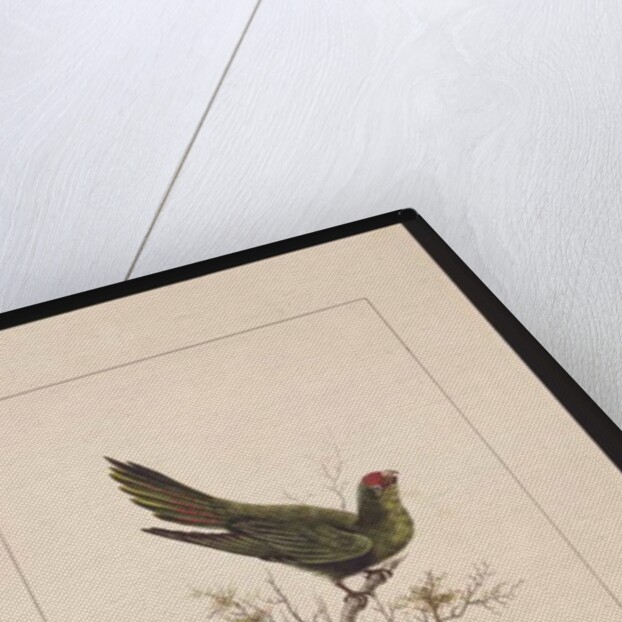 Page 18. Small Paraquet. Now known as a Little Lorikeet, c.1789-90 by Sarah Stone