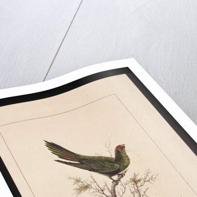 Page 18. Small Paraquet. Now known as a Little Lorikeet, c.1789-90 by Sarah Stone