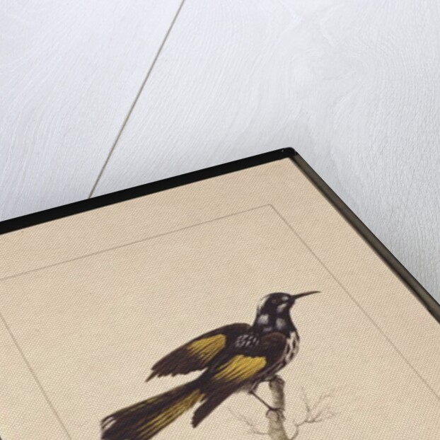 Page 19. New Holland Creeper. Now known as a New Holland honeyeater, c.1789-90 by Sarah Stone