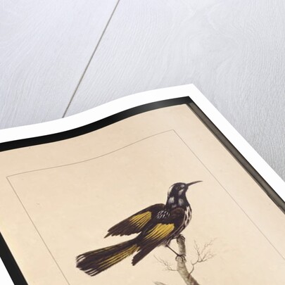 Page 19. New Holland Creeper. Now known as a New Holland honeyeater, c.1789-90 by Sarah Stone