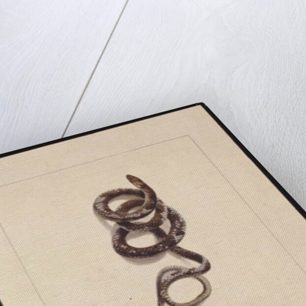 Page 20. Snake No.1. Now known as a Brown Snake, c.1789-90 by Sarah Stone