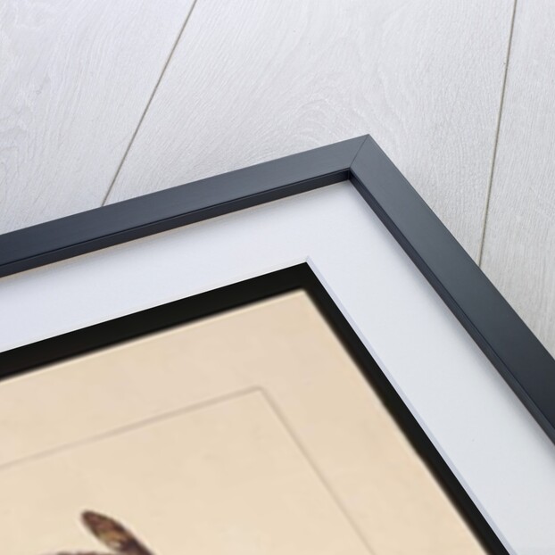 Page 20. Snake No.1. Now known as a Brown Snake, c.1789-90 by Sarah Stone