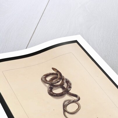 Page 20. Snake No.1. Now known as a Brown Snake, c.1789-90 by Sarah Stone
