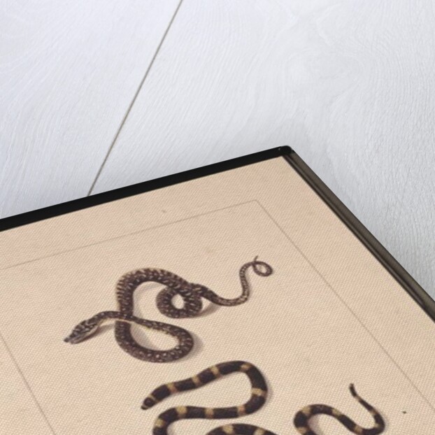 Page 21. Snakes No. 1 & No.2. Now known as a Young diamond snake & a Bandy bandy, c.1789-90 by Sarah Stone