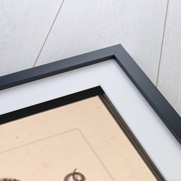 Page 21. Snakes No. 1 & No.2. Now known as a Young diamond snake & a Bandy bandy, c.1789-90 by Sarah Stone