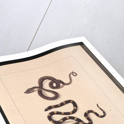 Page 21. Snakes No. 1 & No.2. Now known as a Young diamond snake & a Bandy bandy, c.1789-90 by Sarah Stone