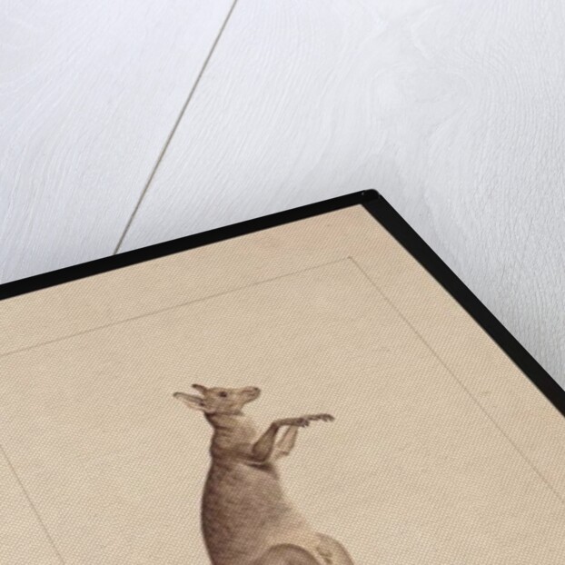 Page 22. A Kangaroo. Now known as a Kangaroo. Possibly by Charles Catton Junr, c.1789-90 by Sarah Stone