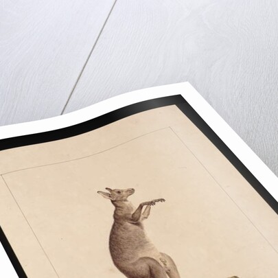 Page 22. A Kangaroo. Now known as a Kangaroo. Possibly by Charles Catton Junr, c.1789-90 by Sarah Stone