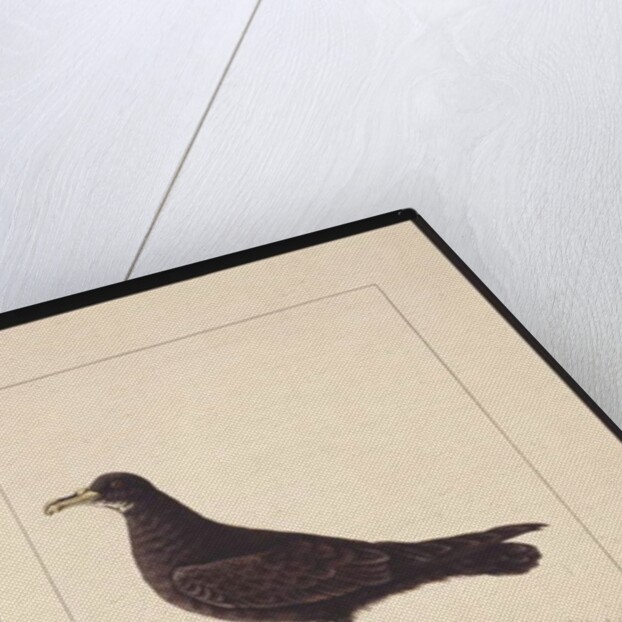 Page 24. Fuliginous Peteril. Now known as a White-chinned Petrel, c.1789-90 by Sarah Stone