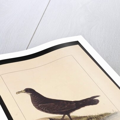 Page 24. Fuliginous Peteril. Now known as a White-chinned Petrel, c.1789-90 by Sarah Stone