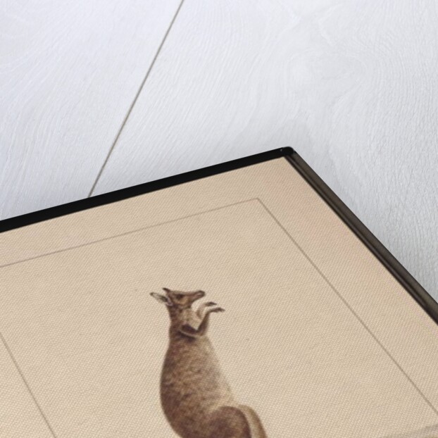 Page 25. A Kangaroo. Now known as a Kangaroo. Appears to be a Sarah Stone copy of a Charles Catton Junr. plate, c.1789-90 by Sarah Stone
