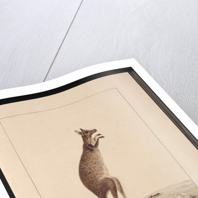Page 25. A Kangaroo. Now known as a Kangaroo. Appears to be a Sarah Stone copy of a Charles Catton Junr. plate, c.1789-90 by Sarah Stone