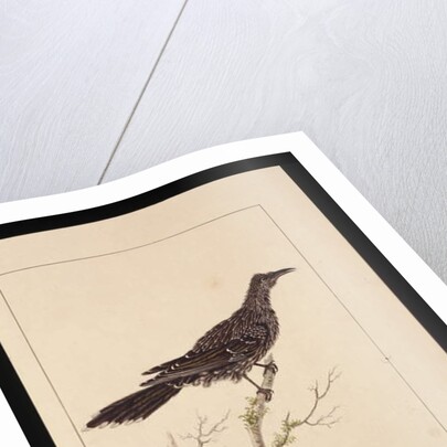 Page 26. Wattled Bee Eater female. Now known as a Little Wattle bird, c.1789-90 by Sarah Stone