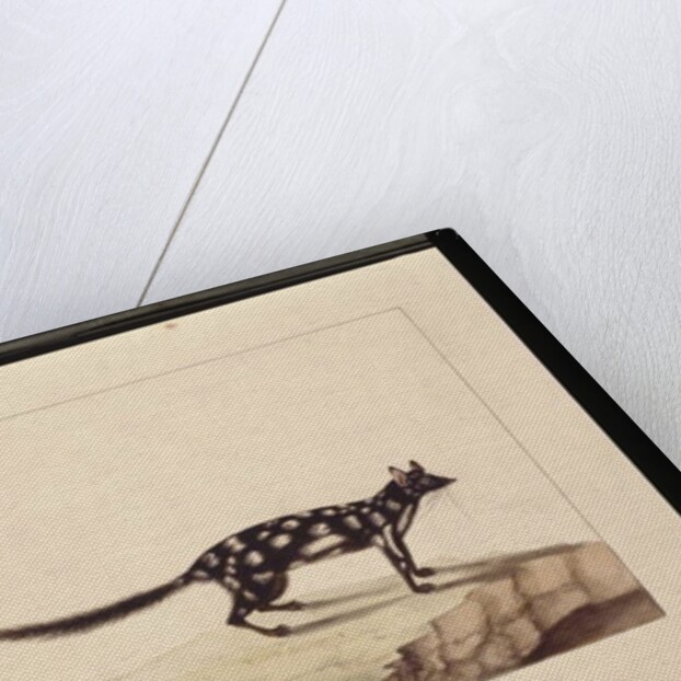 Page 28. A Tapoa Tafa. Now known as a Dasyurus quoll. Appears to be a Sarah Stone copy of a Charles Catton Junr. plate, c.1789-90 by Sarah Stone