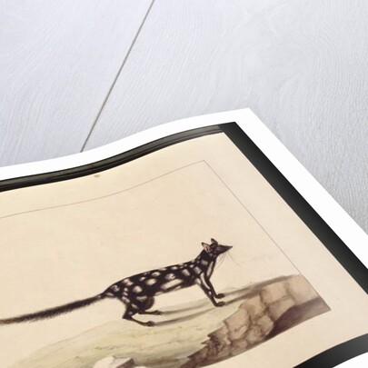 Page 28. A Tapoa Tafa. Now known as a Dasyurus quoll. Appears to be a Sarah Stone copy of a Charles Catton Junr. plate, c.1789-90 by Sarah Stone